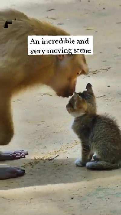 tender moment between a stray kitten and a monkey