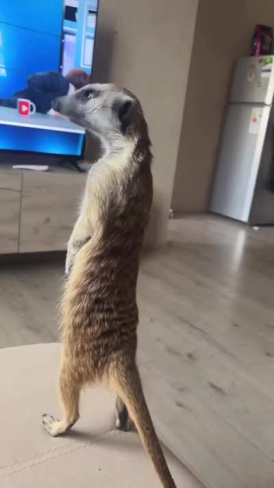 “He watches world news with me hahaha.”