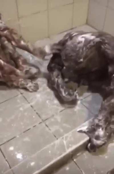 Orangutans having some fun with soap.