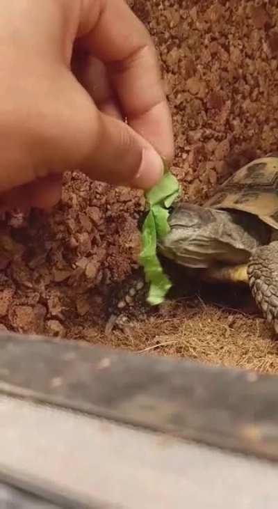 My teacher said he wasnt eating so i tried feeding him by hand