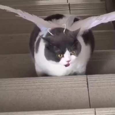 Keep your chonks healthy!