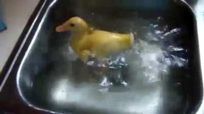 This little duckling taking a quick dip in the sink