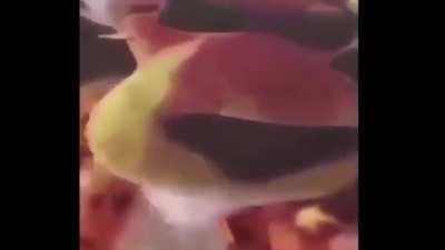 I will always remember her ;(