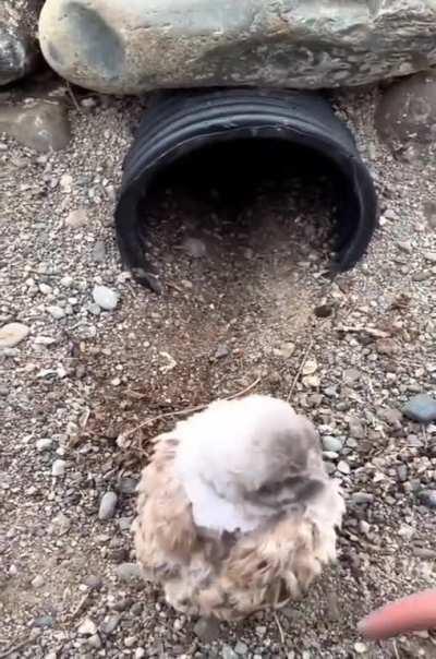 Cuteness of Burrowing owls ð¦