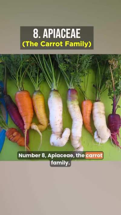 The eleven botanical families that make up 90 percent of human calories.