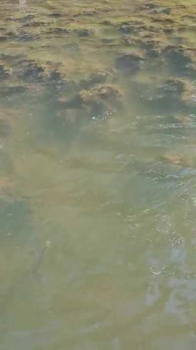 A puggle in the wild at tidbinbilla today