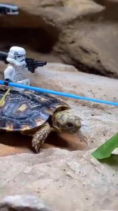 Dewback variant spotted