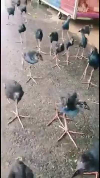 Your days are numbered