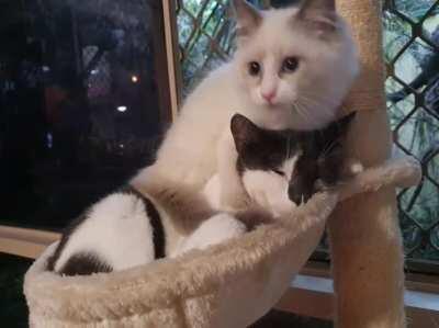 Ever since we brought this bundle of pure energy home, Molly has always been so patient with him