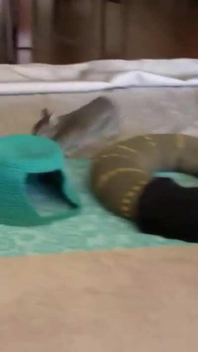 Showing everyone how blinkys are done with tiny bun energy