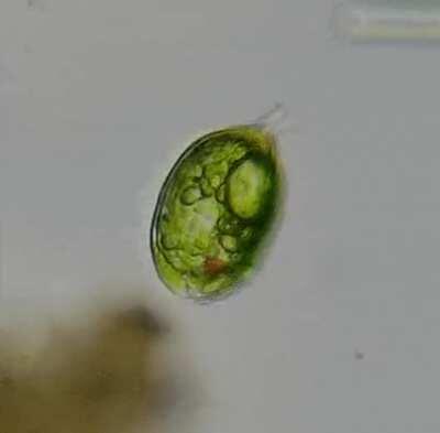 Euglena Phacus 