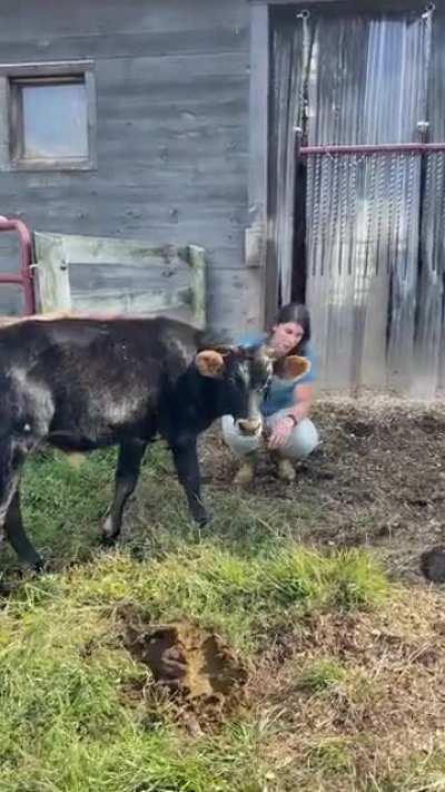 The update ya’ll have been waiting for: Heathcliff’s first moments joining the main herd!❤️ (Woodstock Farm Sanctuary)