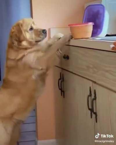 He got caught red handed caw caw