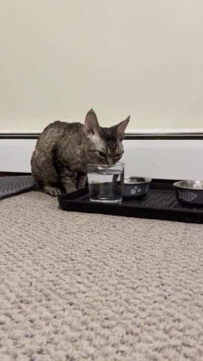 My new cat drinking water