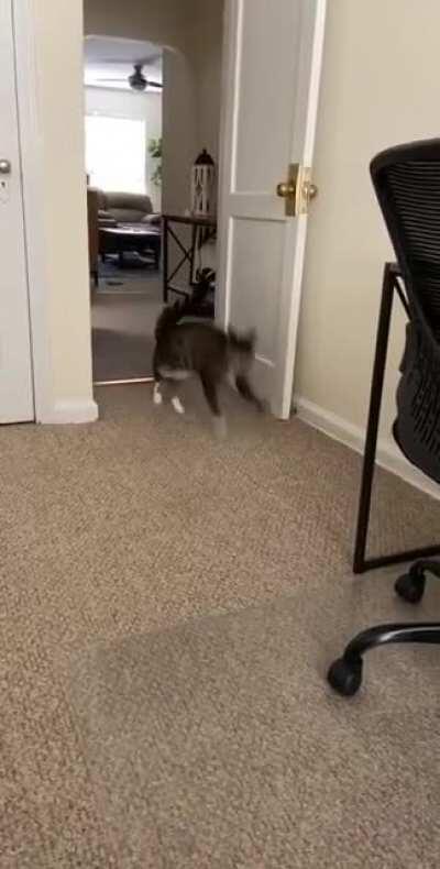 When Zoe hears the treat box shaking