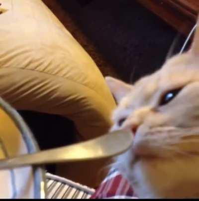 looks like something out of tom and jerry