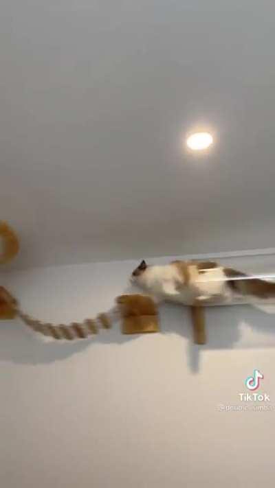 The TI-89 of Catculators.