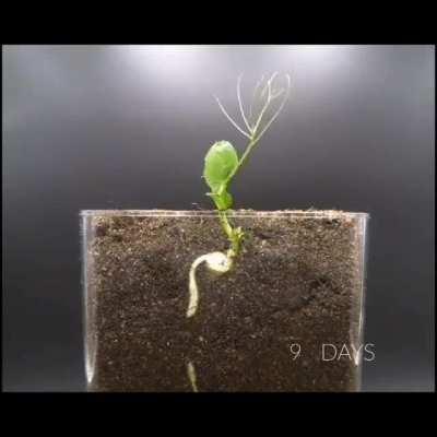 Time lapse of a seed growing