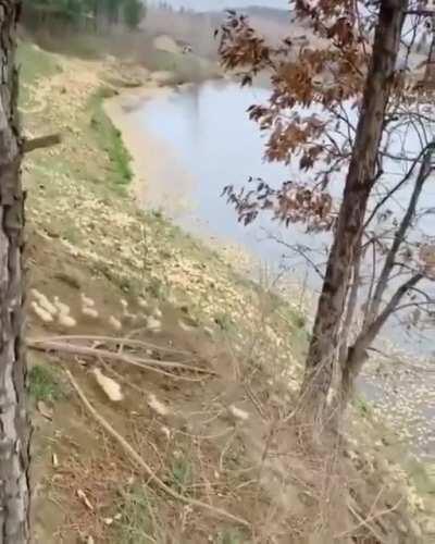 There were legions, legions I tell ya..