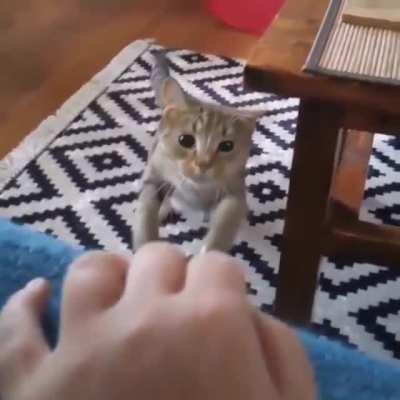 Cat pulling back one ear to avoid the corner of the table