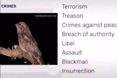 Yoru did nothing wrong