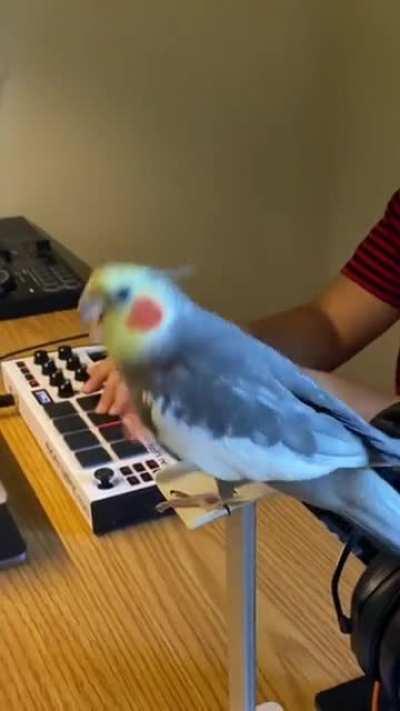 Party parrot rapping [Not OC]