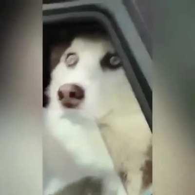 come here, good booy!