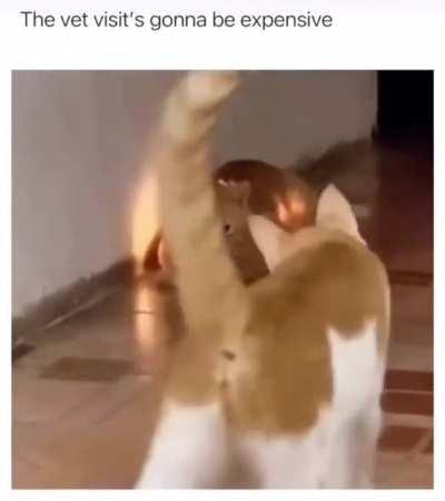 i hope this doesn’t give jambo any ideas