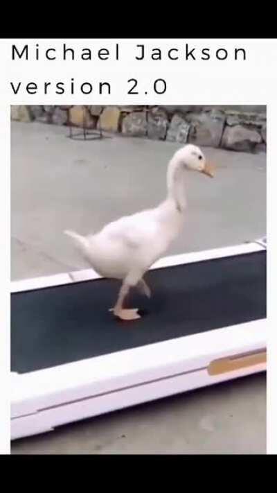 This duckling only walks backwards ...