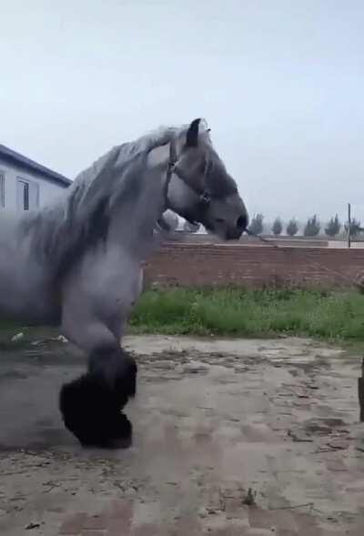 A Dutch Draft horse compared to a human.