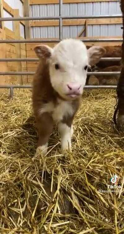 (Credit to @candkmarylandminis on TikTok)