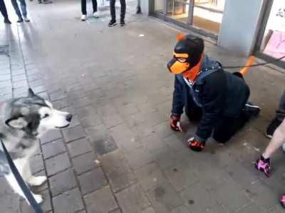 Even dog is confused.