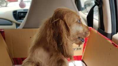 This is Kiara. She's 47 days old and we got her today :)