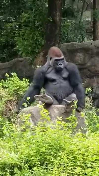 The way this silverback gorilla sits