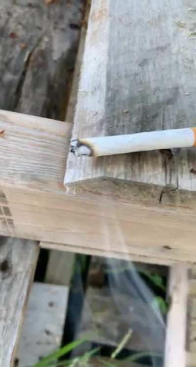 Sigma grind set fish