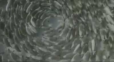 Mesmerising reindeer spirals filmed at Polmos, the Kola peninsula, the far northwest of Russia. Video credit Andrey Golovnyov