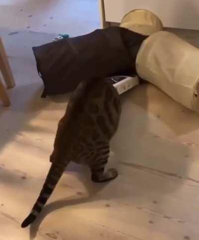 Some cats are a little more special than others