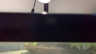 My indoor lowboy fancy goldfish pond. Hand made stand and all! Turned out amazingly