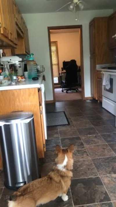 [X post] These cute corgis :)