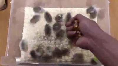 visual representation of my brain cells finding a new hyperfixation