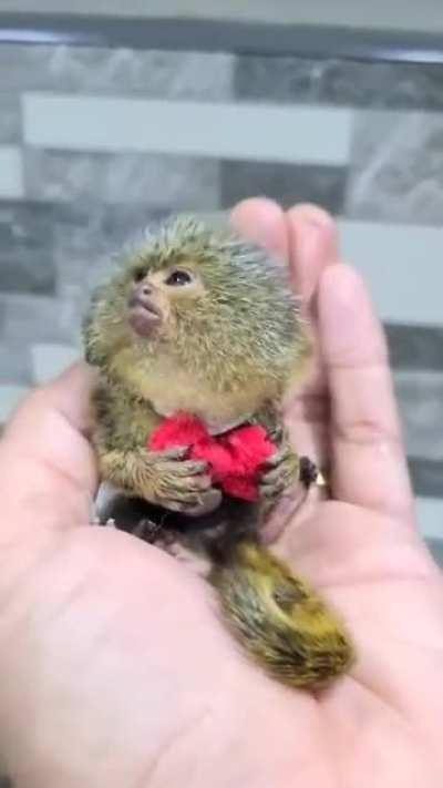 Worlds smallest monkey - Pigmy Marmoset, Western Thailand