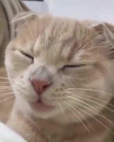 ñam ñam ñam ñam mishi