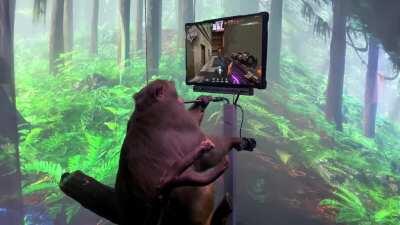 POV: A monkey is beating you at Valorant