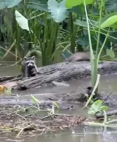 Man shouting warnings of alligator to the raccoons distracts them almost long enough for the gator to get one