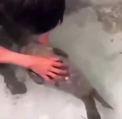 would you roll him around like a hot dog sausage?