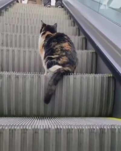 Cat on an escalator