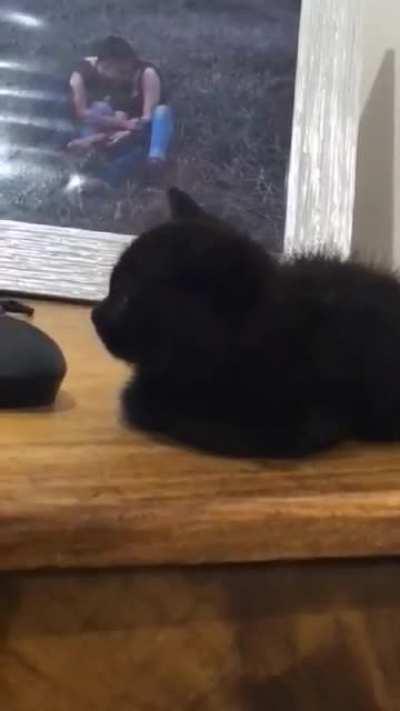 My kitten when she got home