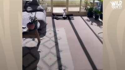 Sulphur-crested Cockatoos are monogamous breeders, with pair bonds that can last their entire life. They can live for around 40 years in the wild.