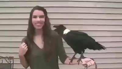 Este cuervo tomo las clases de japones con el illo