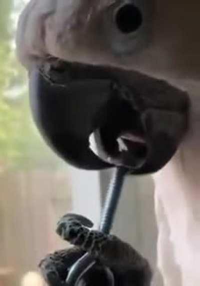 Был бы у меня такой попугай...